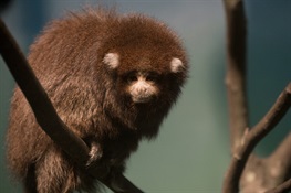 WCS’s Prospect Park Zoo Debuts Bolivian Titi Monkeys 